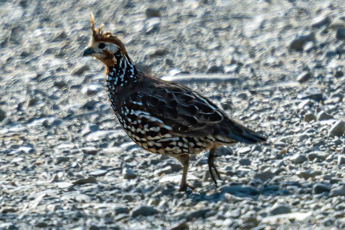 Crested Bobwhite - ML606252661