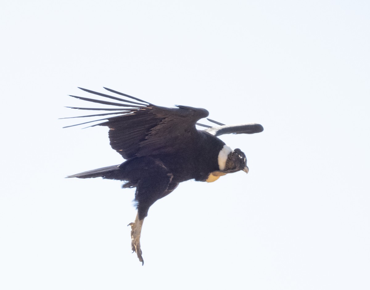 Andean Condor - ML606252821