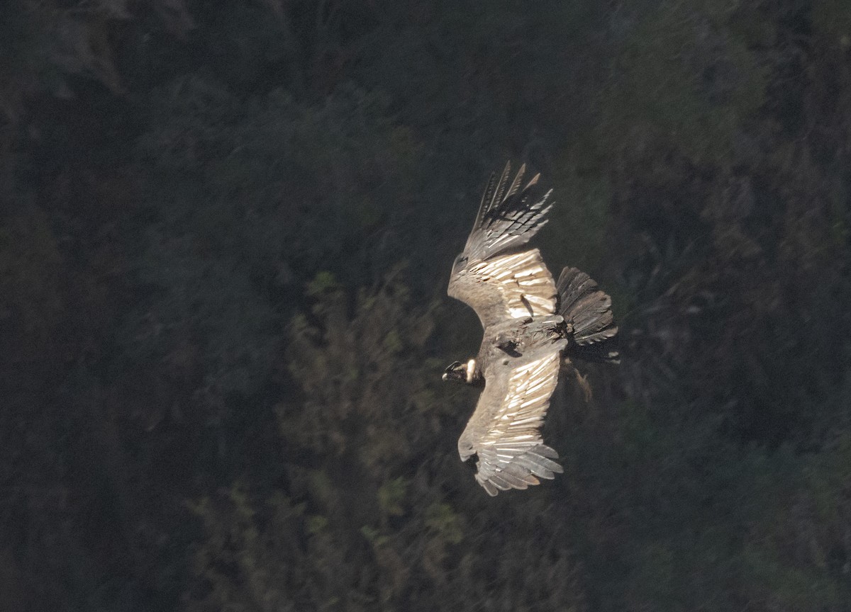 Andean Condor - ML606252831