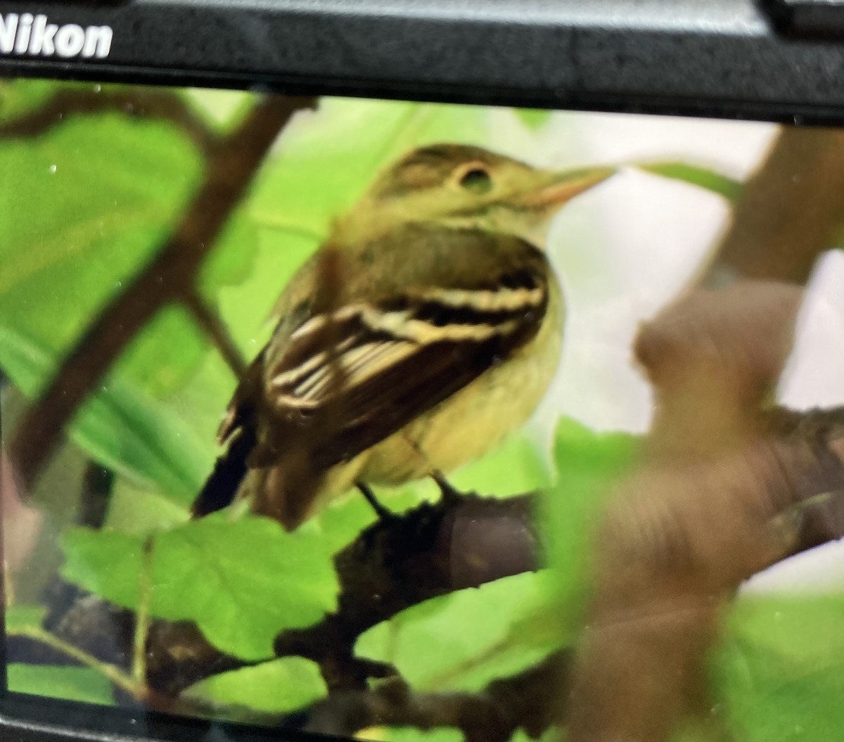 Yellow-bellied Flycatcher - ML606252851