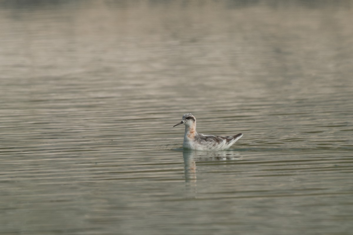 Red-necked Phalarope - ML606253081