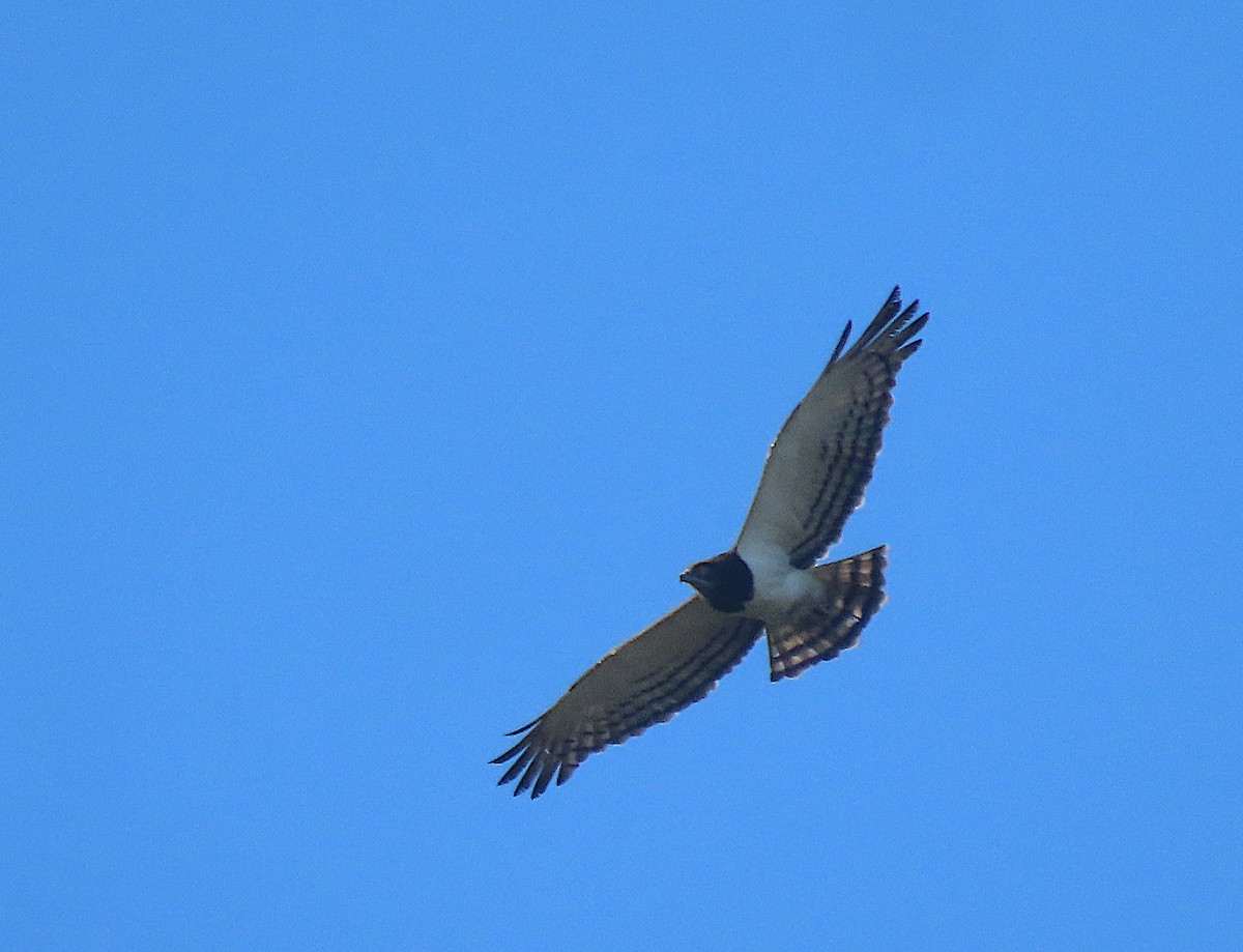 Black-chested Snake-Eagle - ML606253501