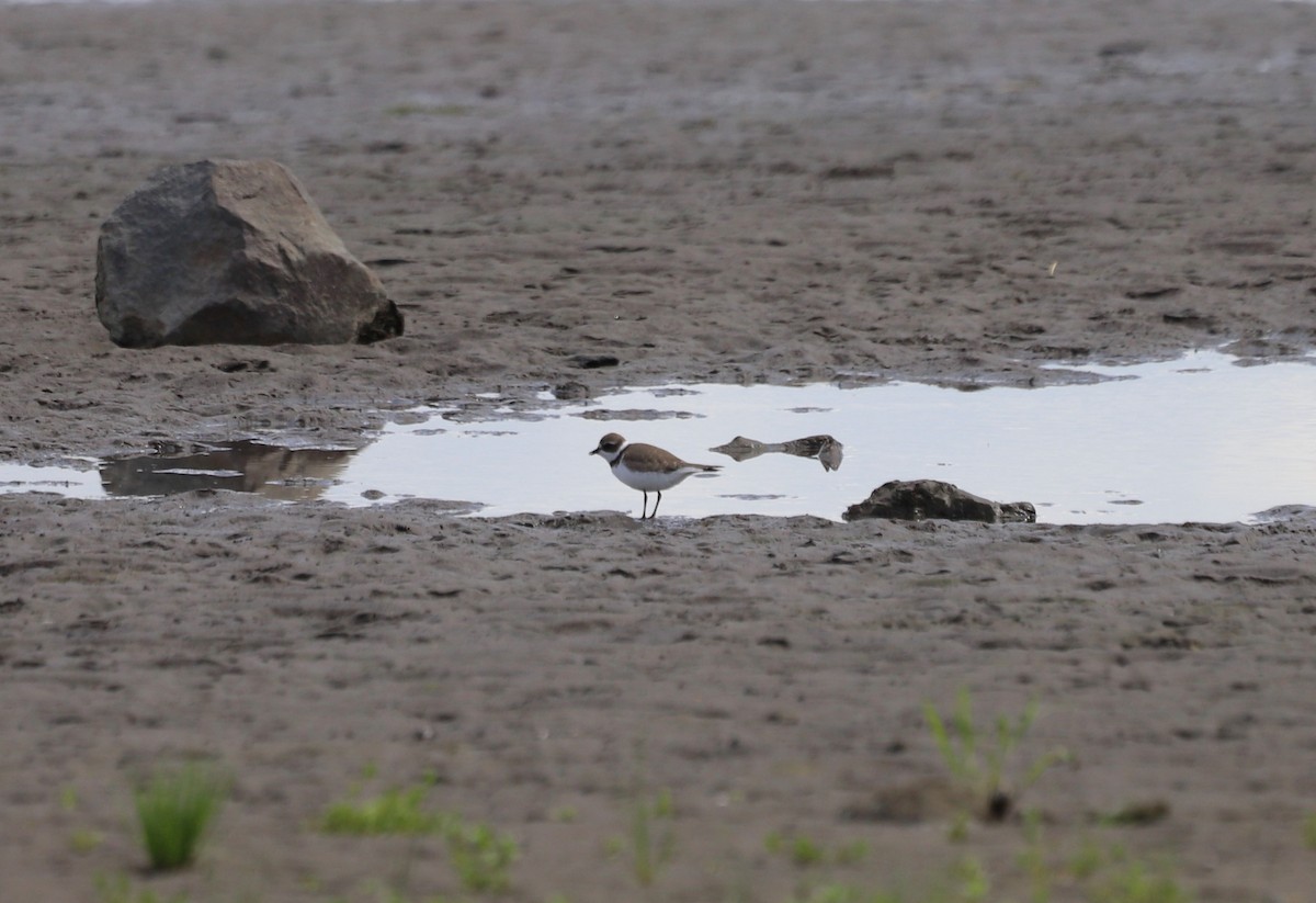 Semipalmated Plover - ML606253991