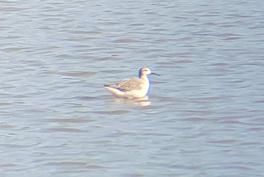 Wilson's Phalarope - ML606254171