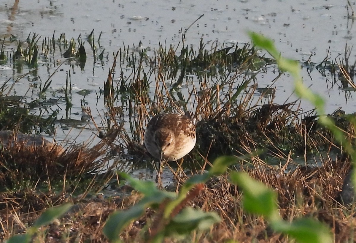 pygmésnipe - ML606254271