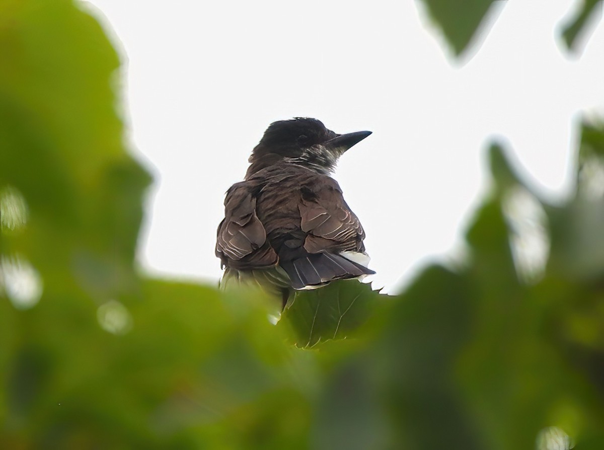 Eastern Kingbird - ML606254501