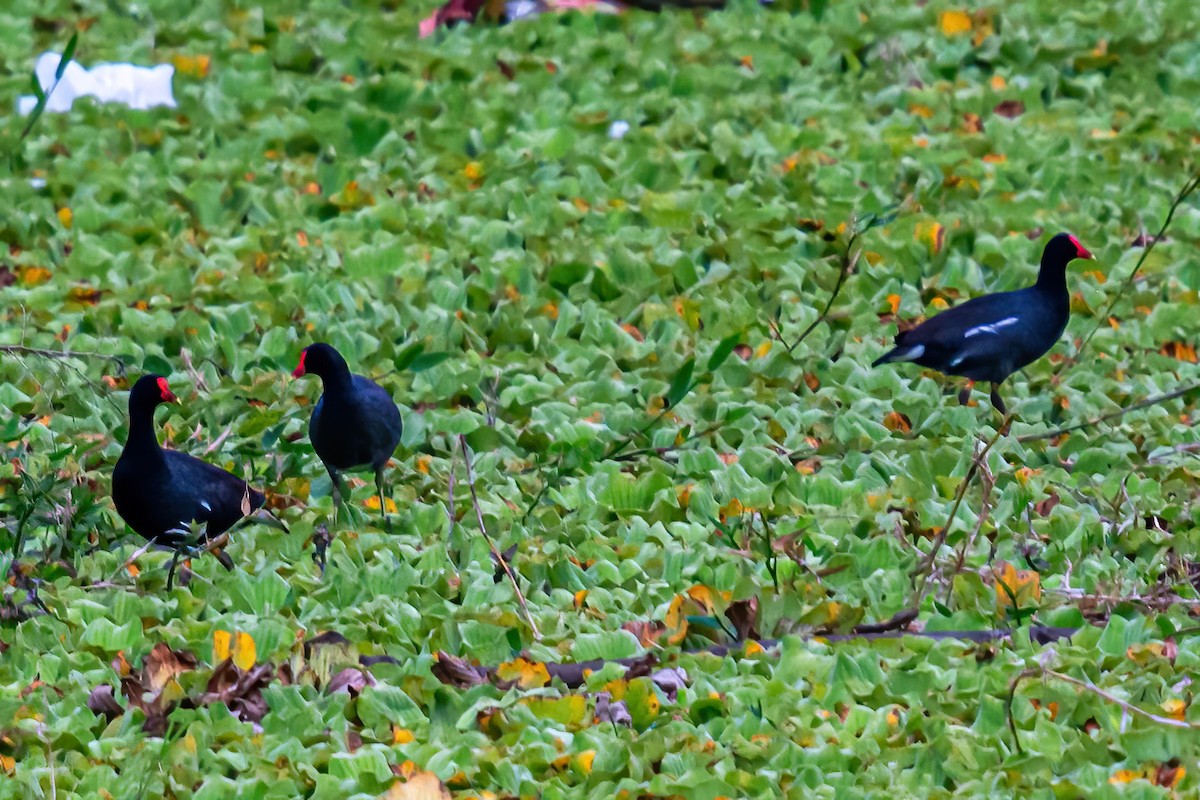 Common Gallinule - ML606255881