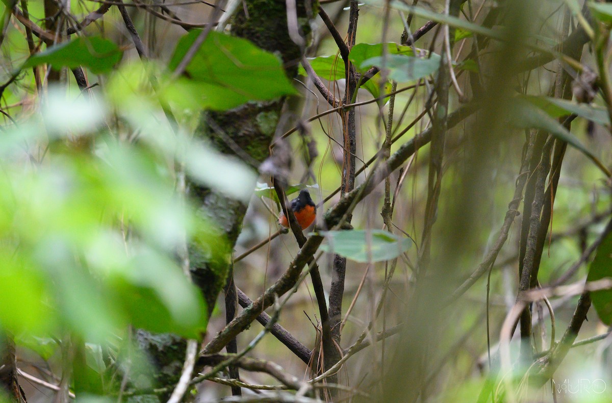 Slate-throated Redstart - Jonathan Muró