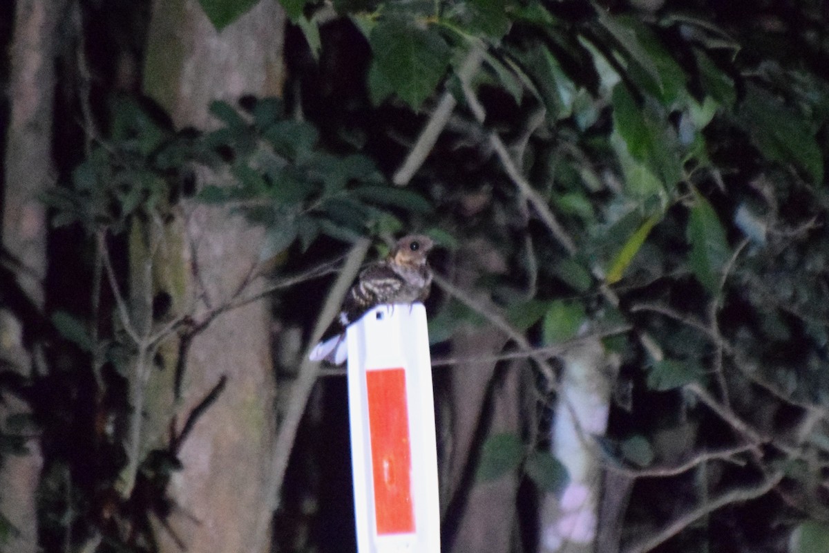 Large-tailed Nightjar - ML606256681