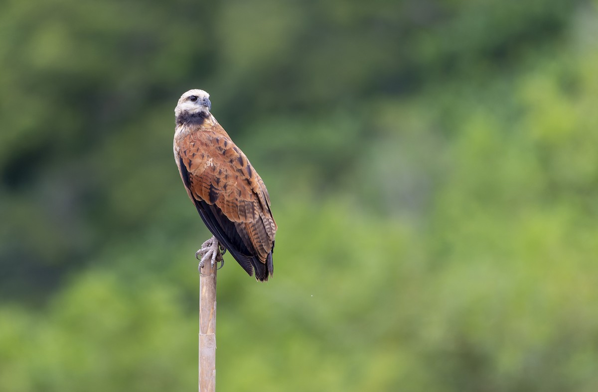 Black-collared Hawk - ML606257151