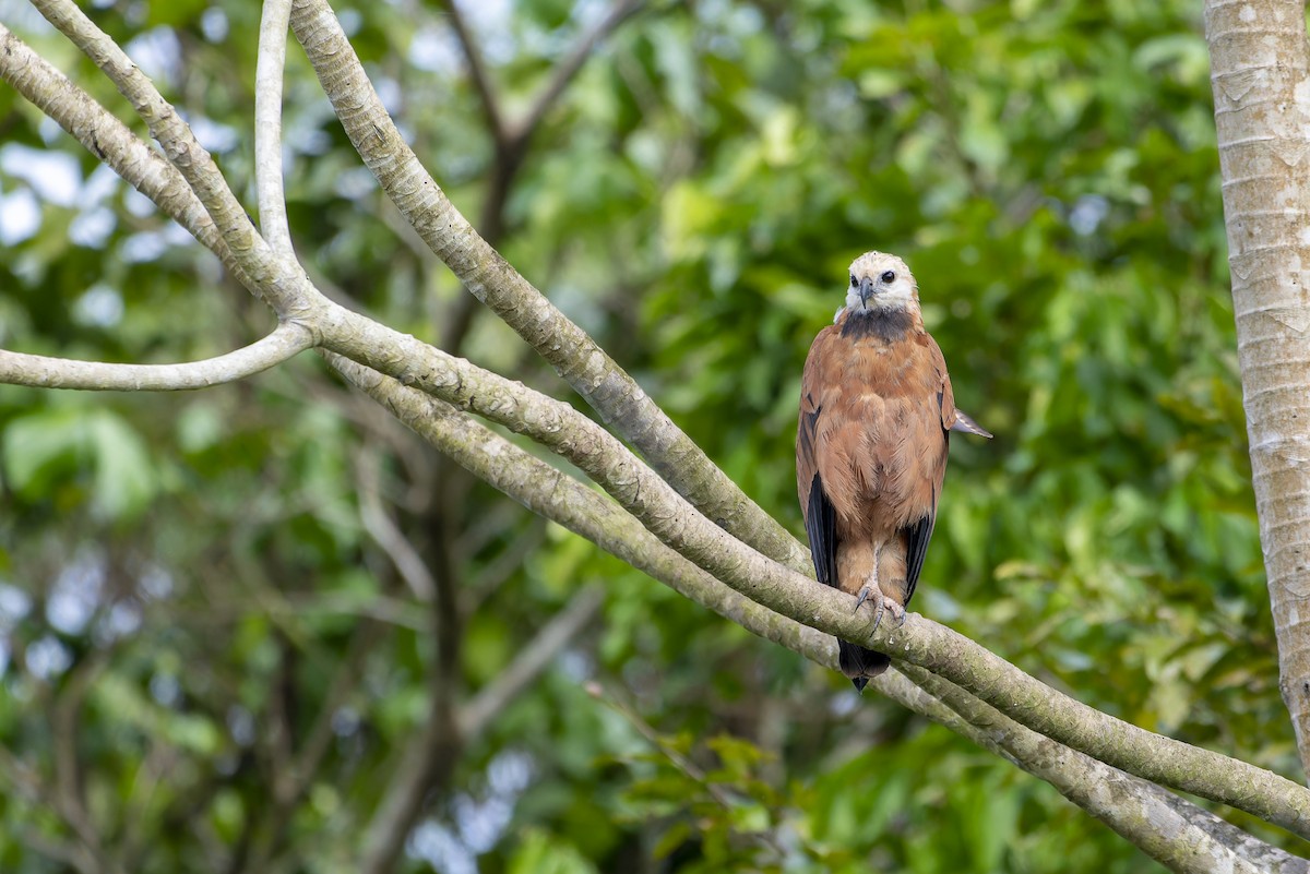 Black-collared Hawk - ML606257171