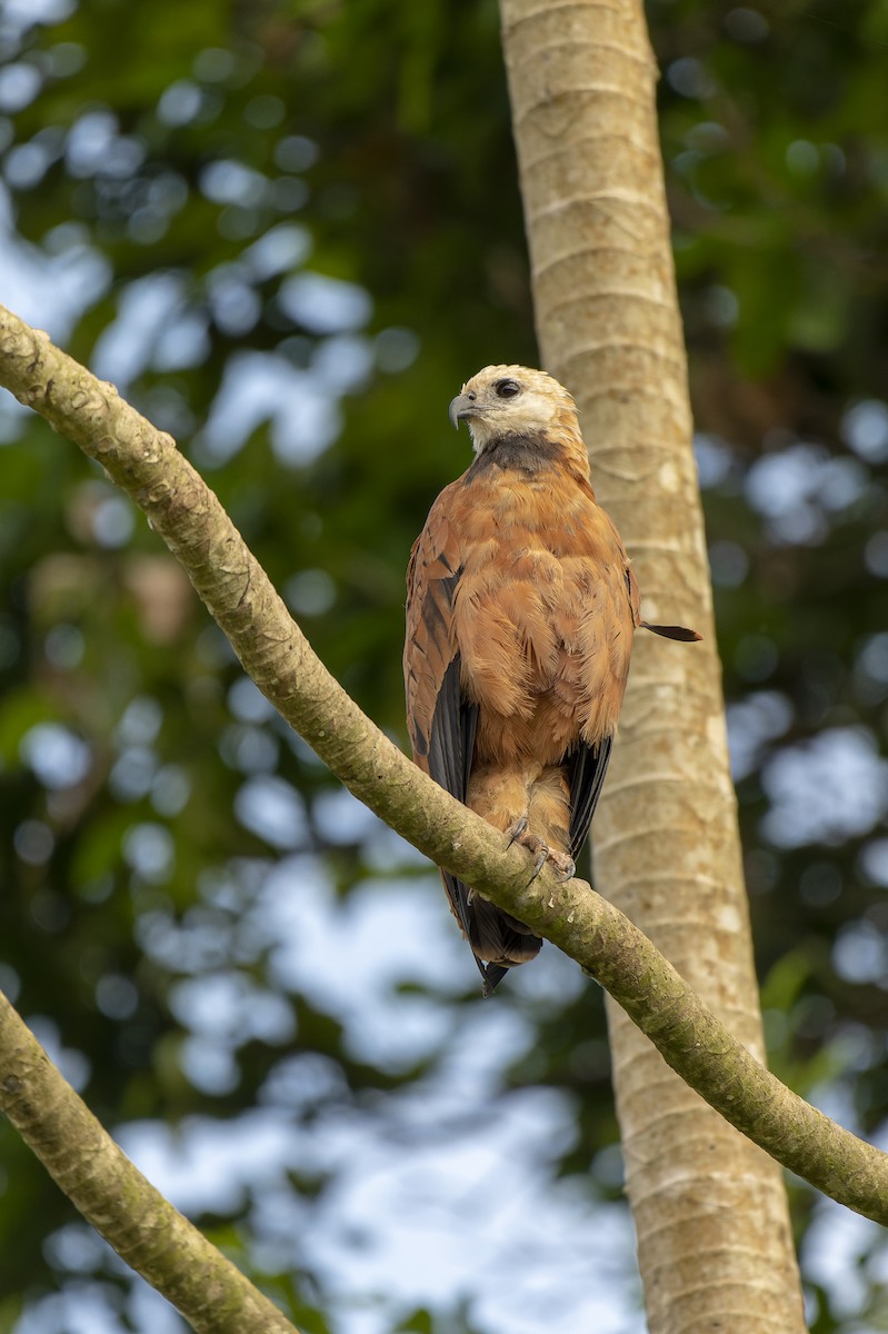 Black-collared Hawk - ML606257191