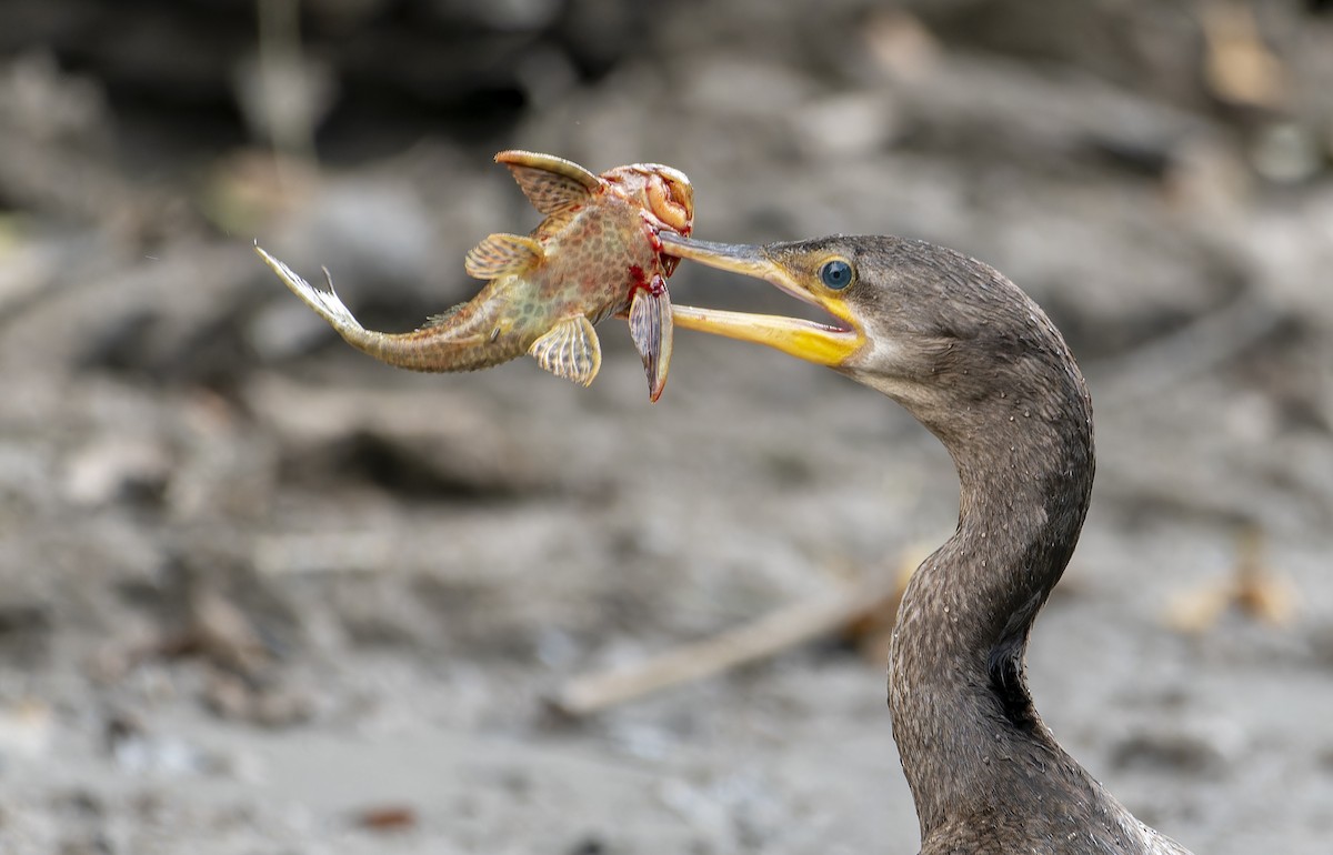 Neotropic Cormorant - ML606257571