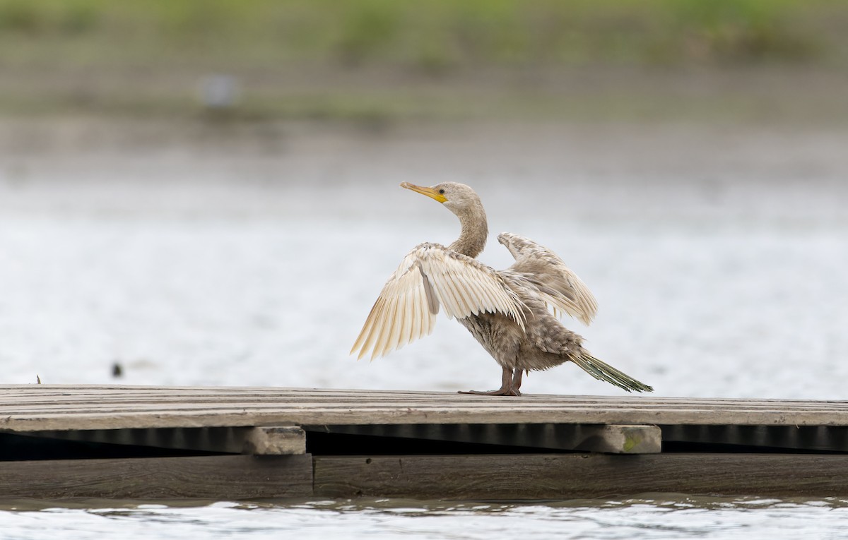 Neotropic Cormorant - ML606257581