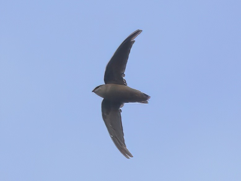 Chimney Swift - ML606258581