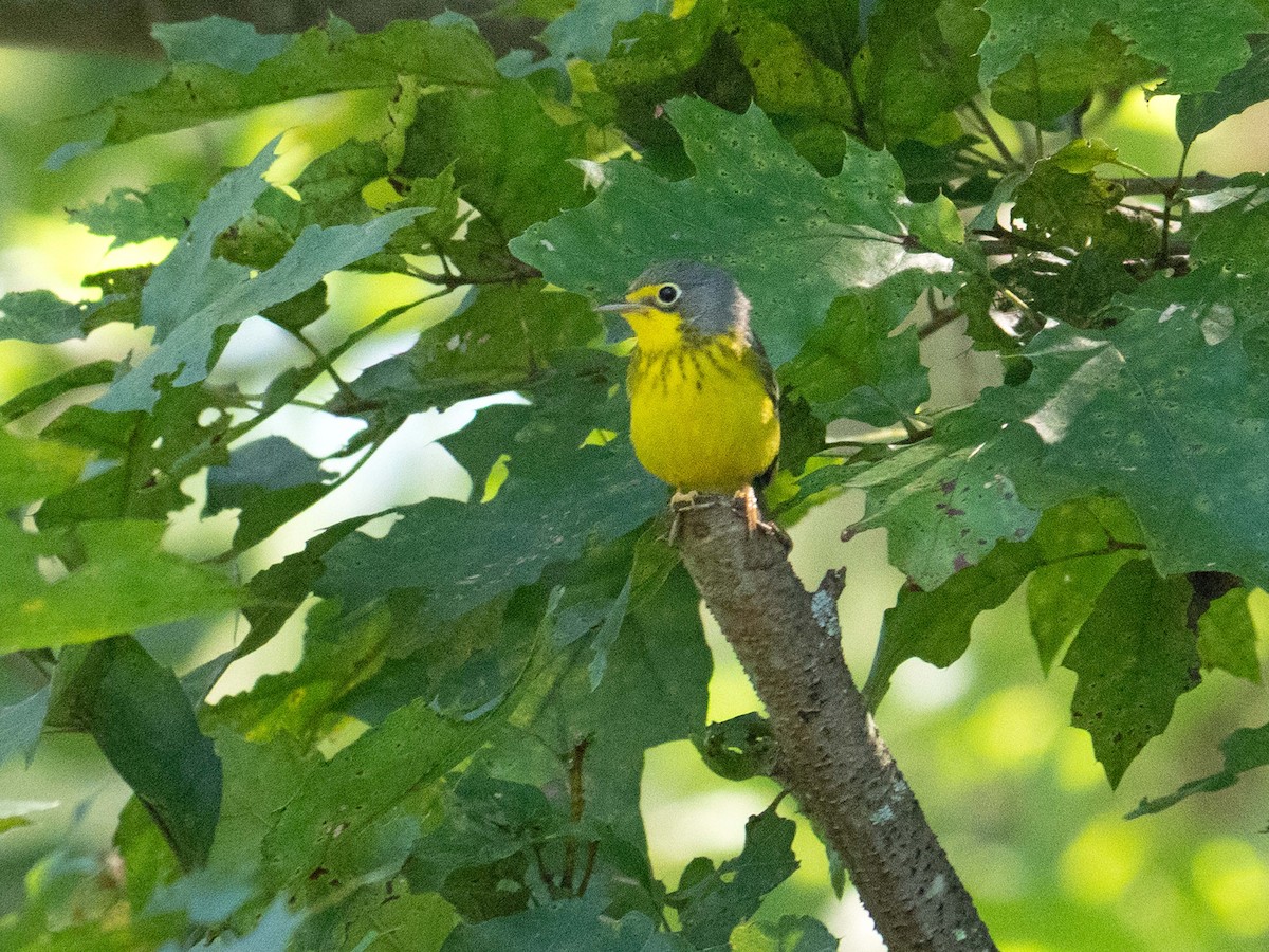 Canada Warbler - ML606258641