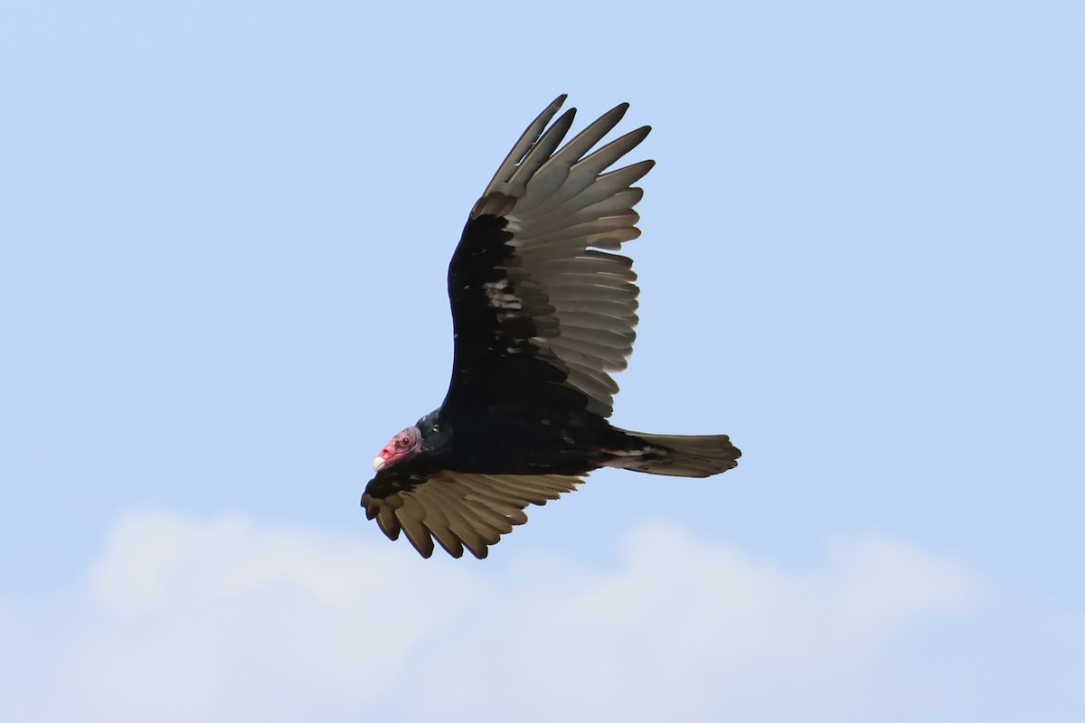 Turkey Vulture - Eric Cameron