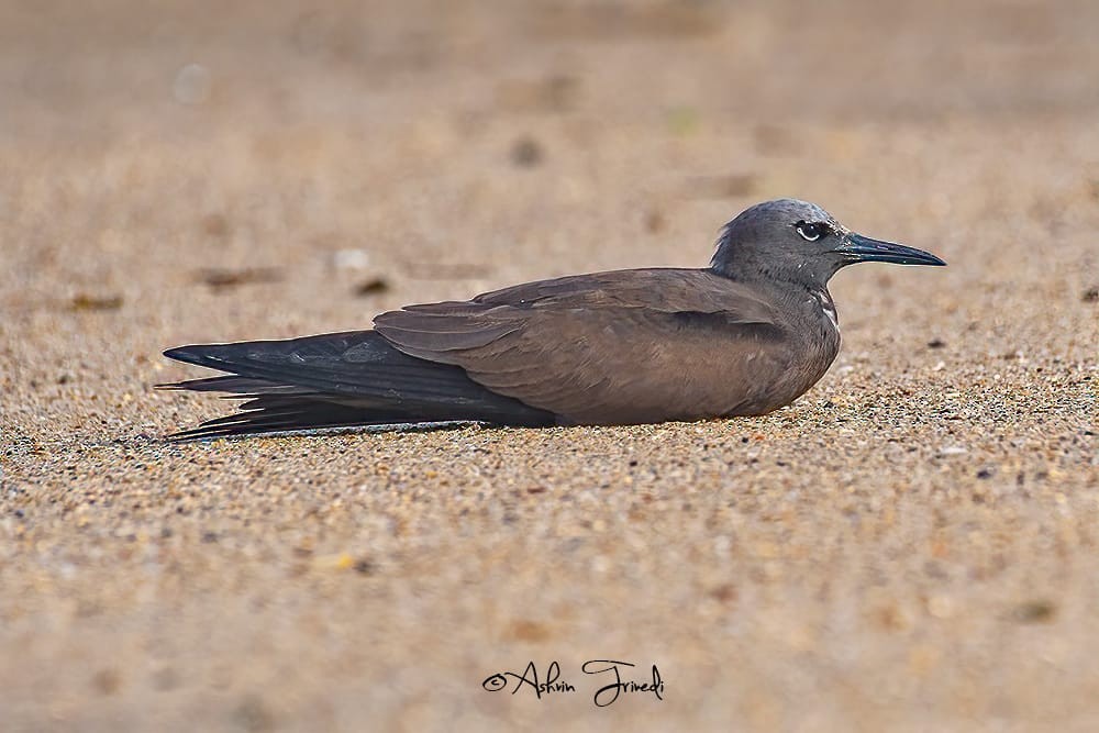 Brown Noddy - Maulik Varu