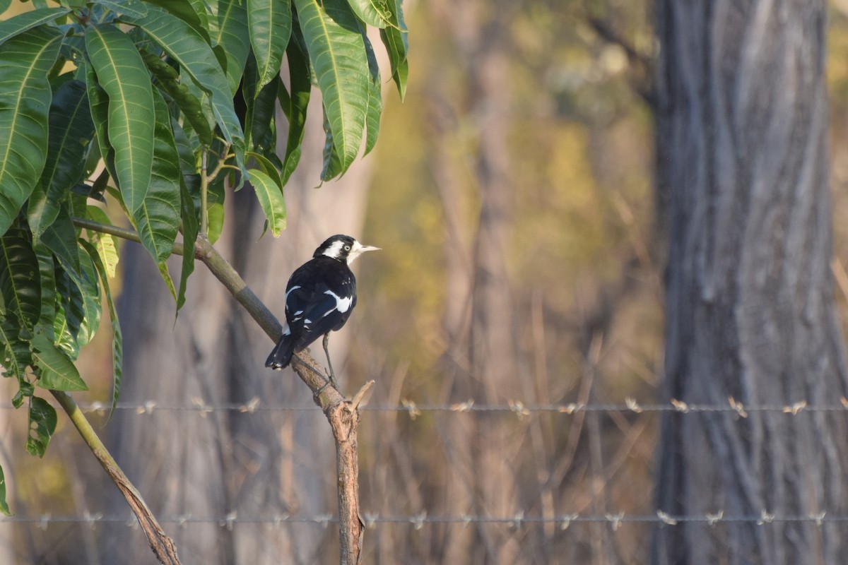 Magpie-lark - Santi Tabares