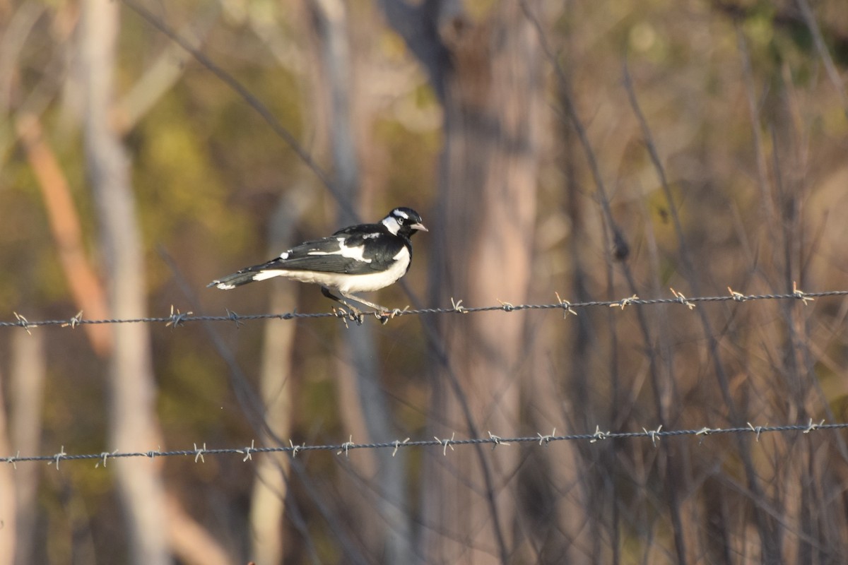 Grallina Australiana - ML606262891