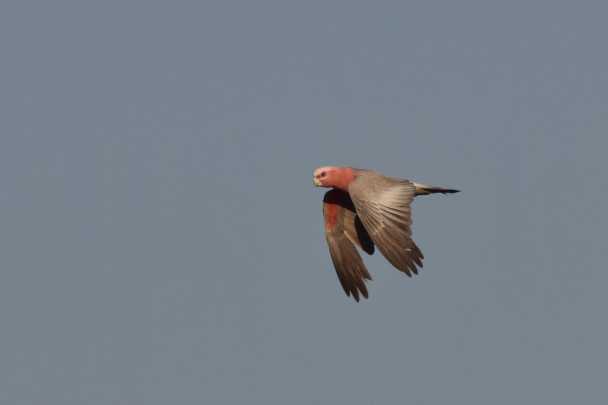 Cacatúa Galah - ML606262991