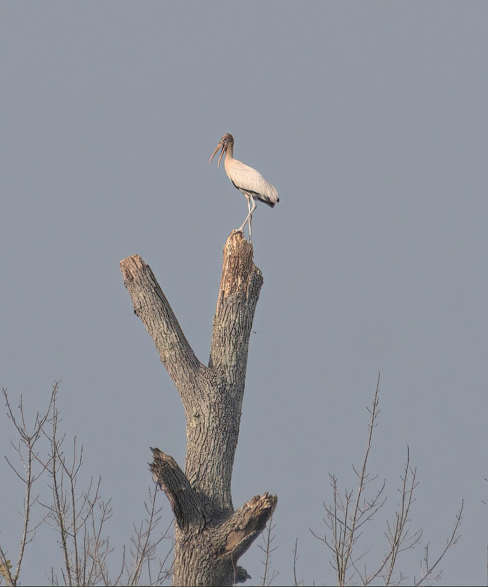 Wood Stork - ML606263061