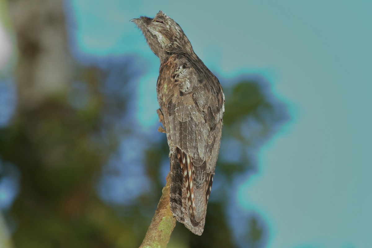 Common Potoo - Manfred Bienert