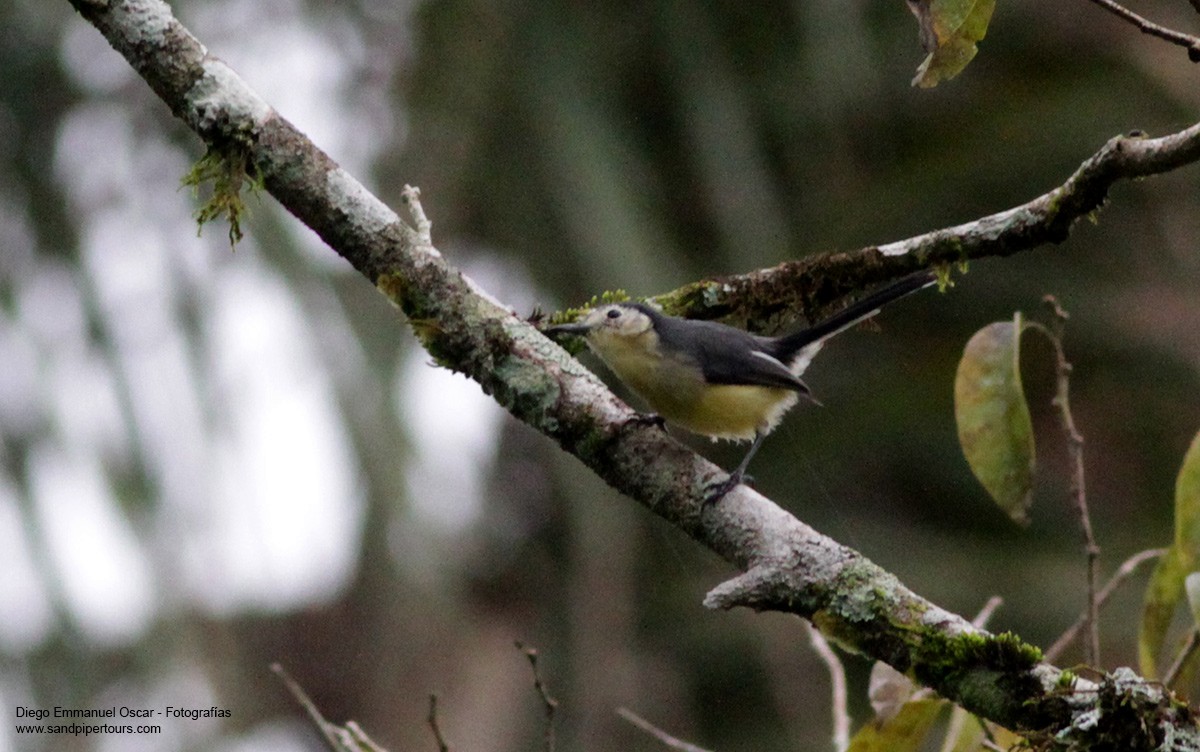 Creamy-bellied Gnatcatcher - ML60626331