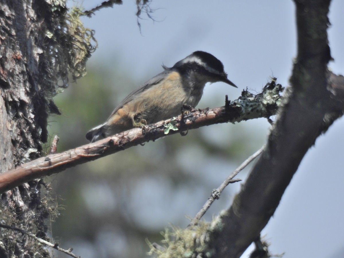 Red-breasted Nuthatch - ML606263341