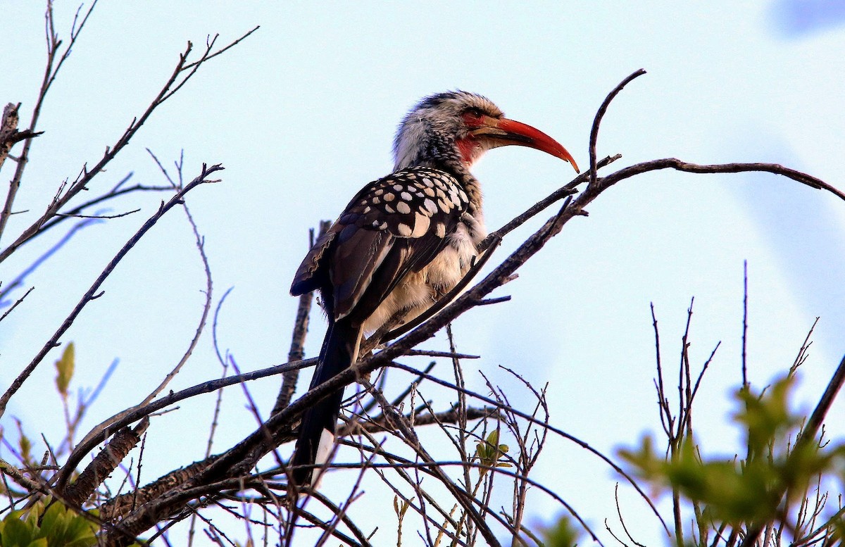 Southern Red-billed Hornbill - Brad Bergstrom