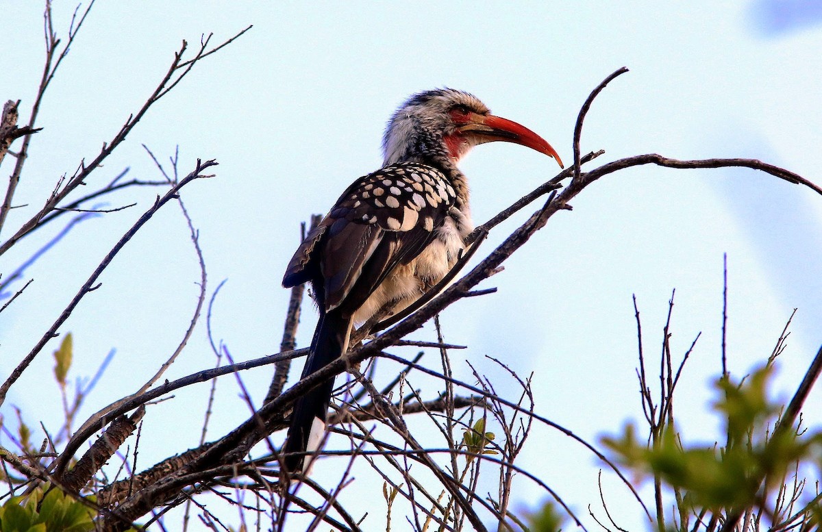 Southern Red-billed Hornbill - ML60626341