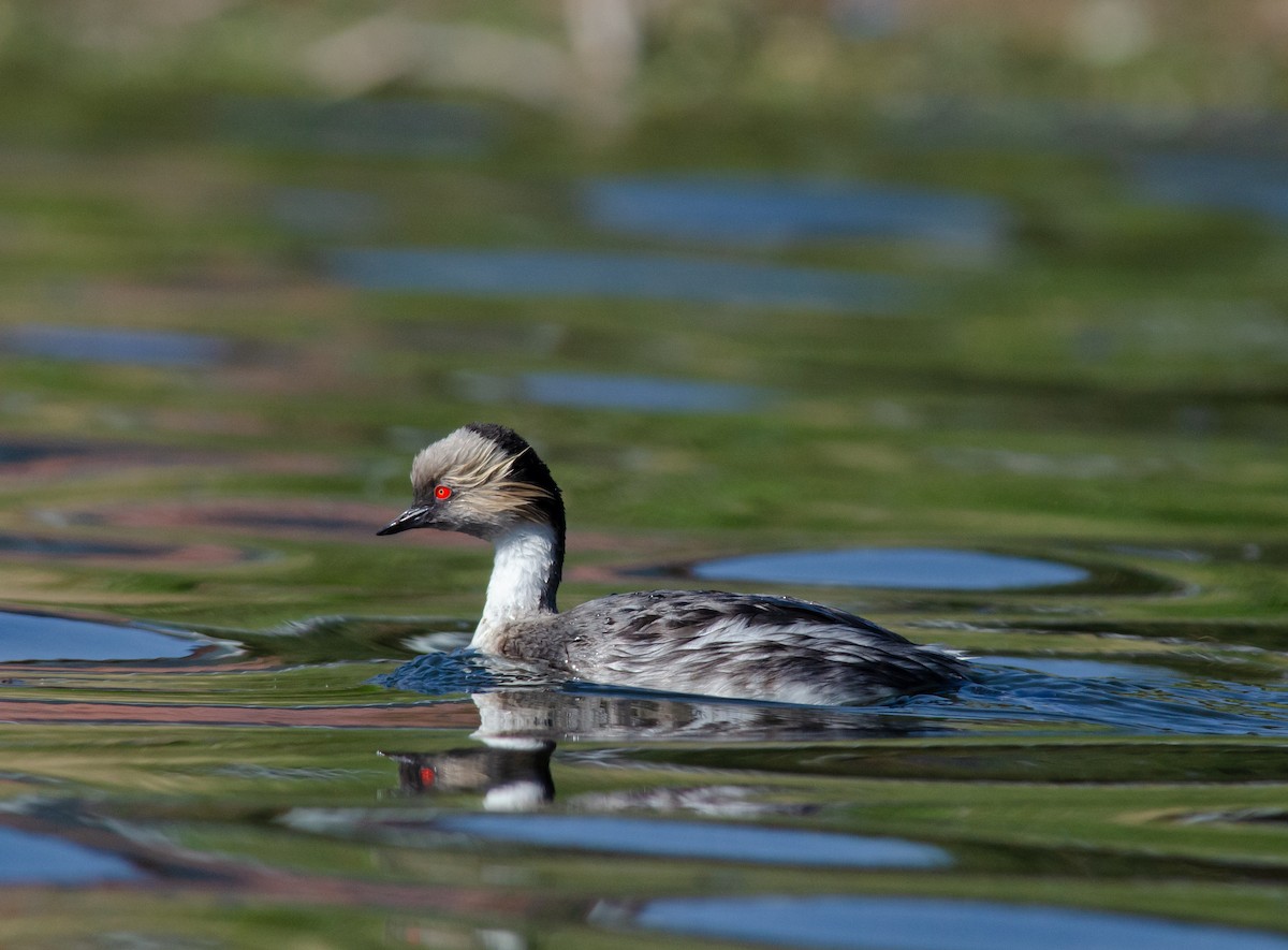 Silvery Grebe - ML606263761