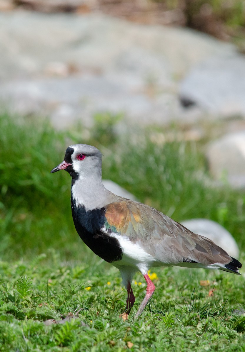 Southern Lapwing - ML606263811