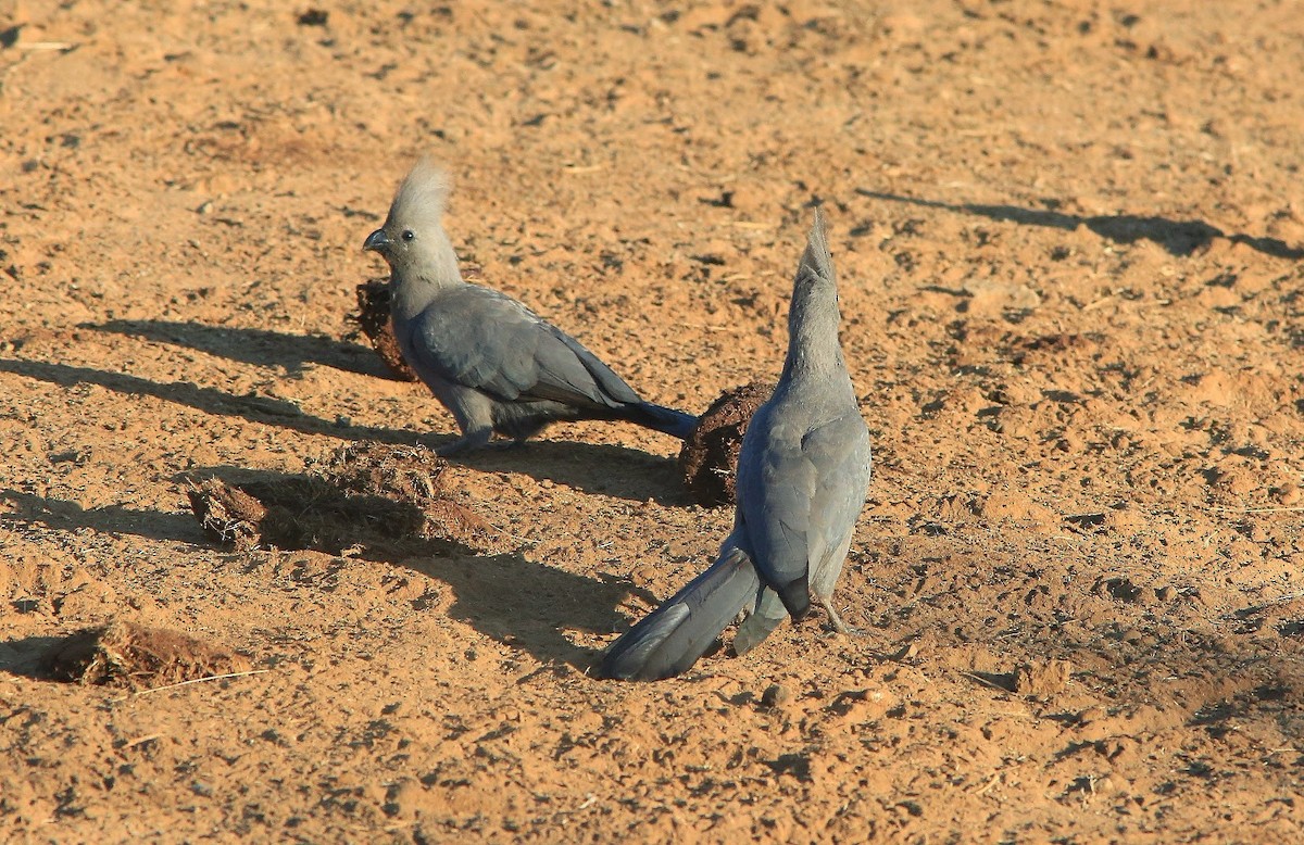 Gray Go-away-bird - Brad Bergstrom