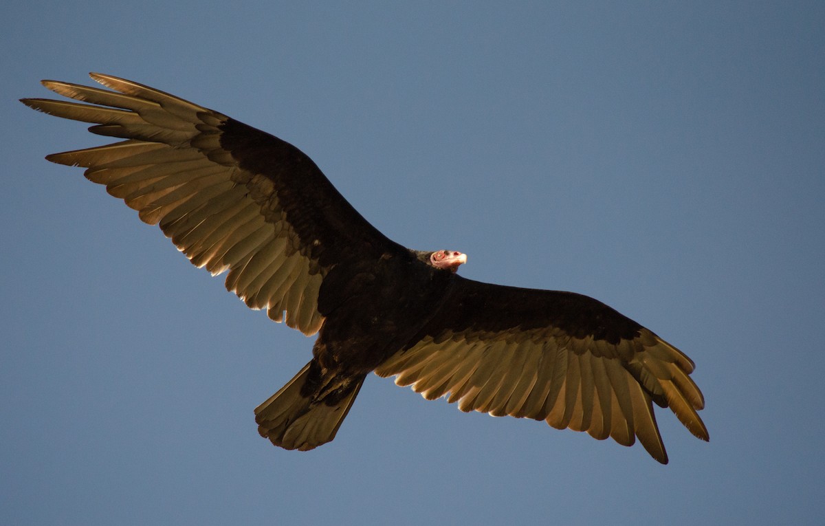 Turkey Vulture - ML606263991