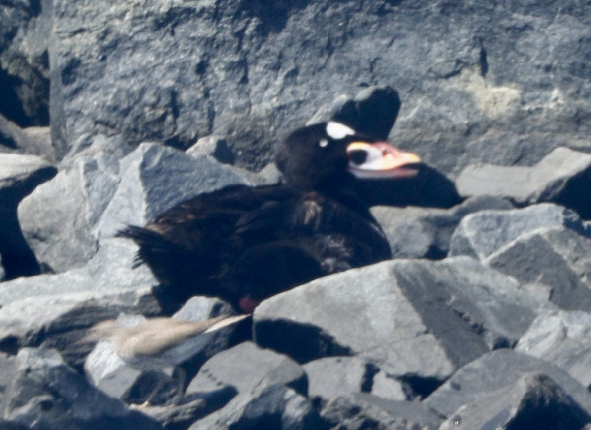 Surf Scoter - ML606264141