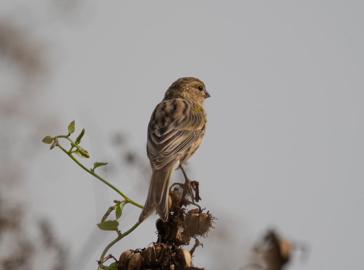 Serin des Canaries - ML606264701