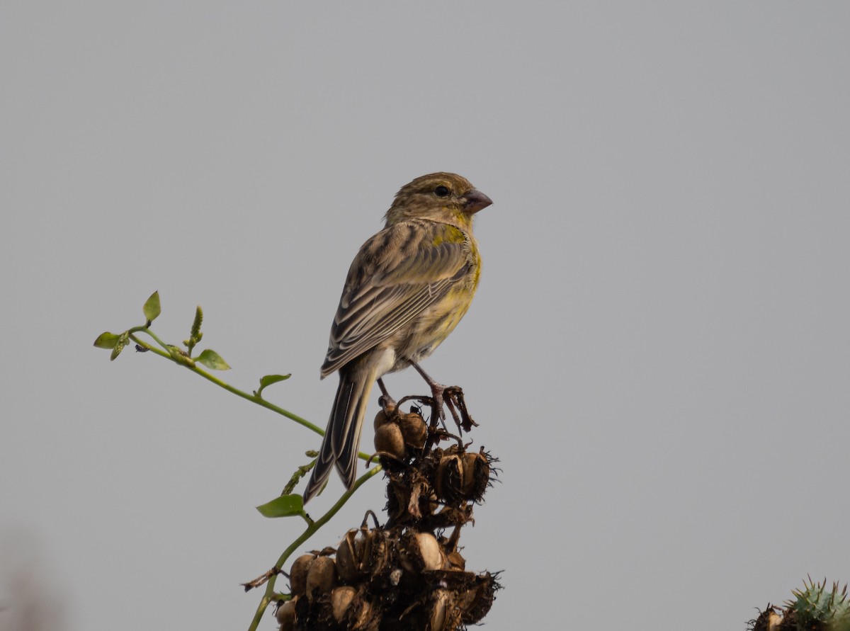 Serin des Canaries - ML606264711