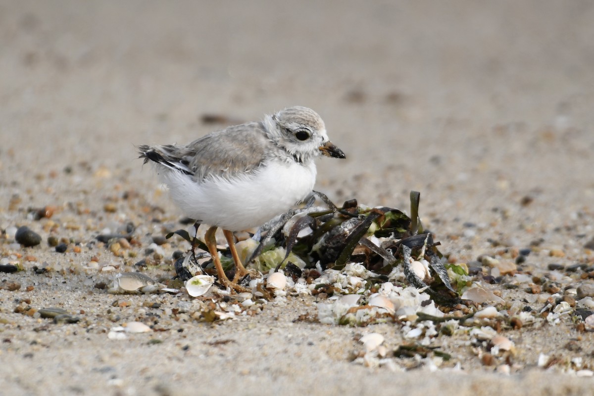 Piping Plover - Tim Healy