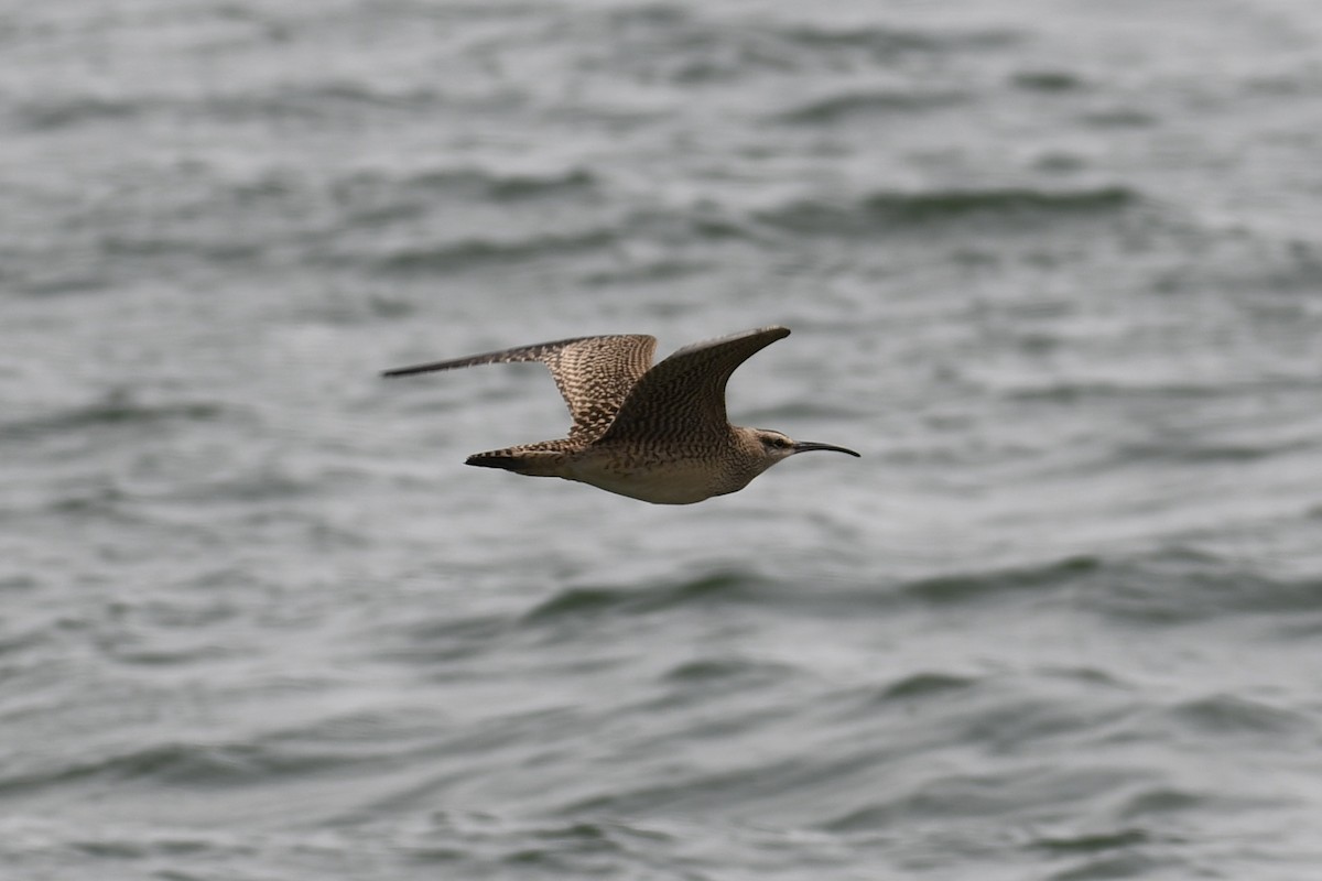 Whimbrel (Hudsonian) - Tim Healy