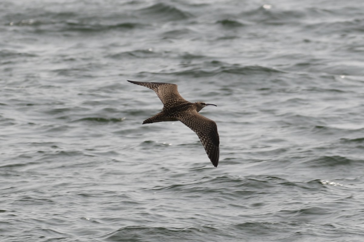 Whimbrel (Hudsonian) - Tim Healy