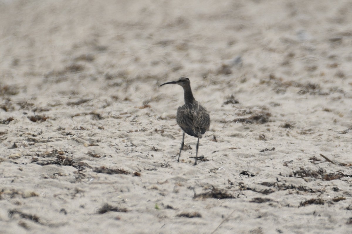 Whimbrel (Hudsonian) - ML606265231