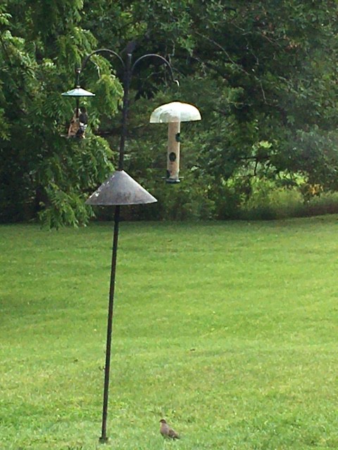 Red-headed Woodpecker - ML606266241