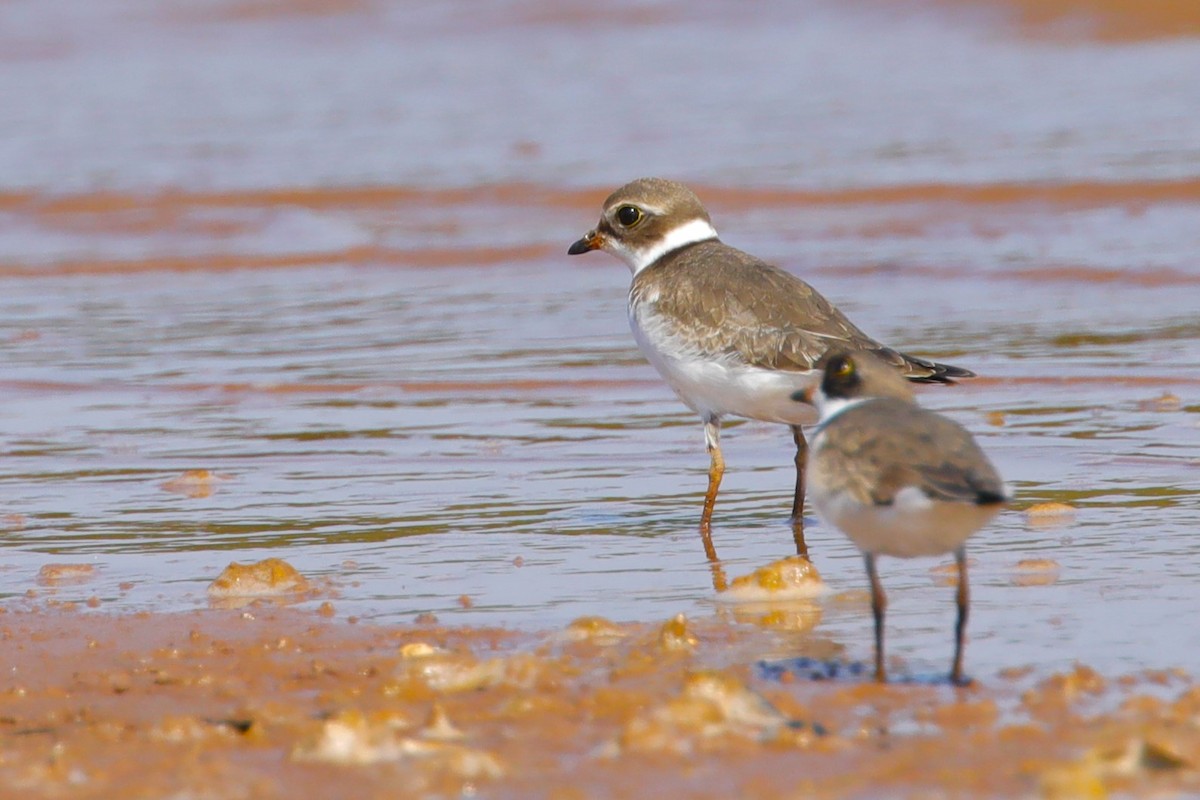 Semipalmated Plover - ML606266661