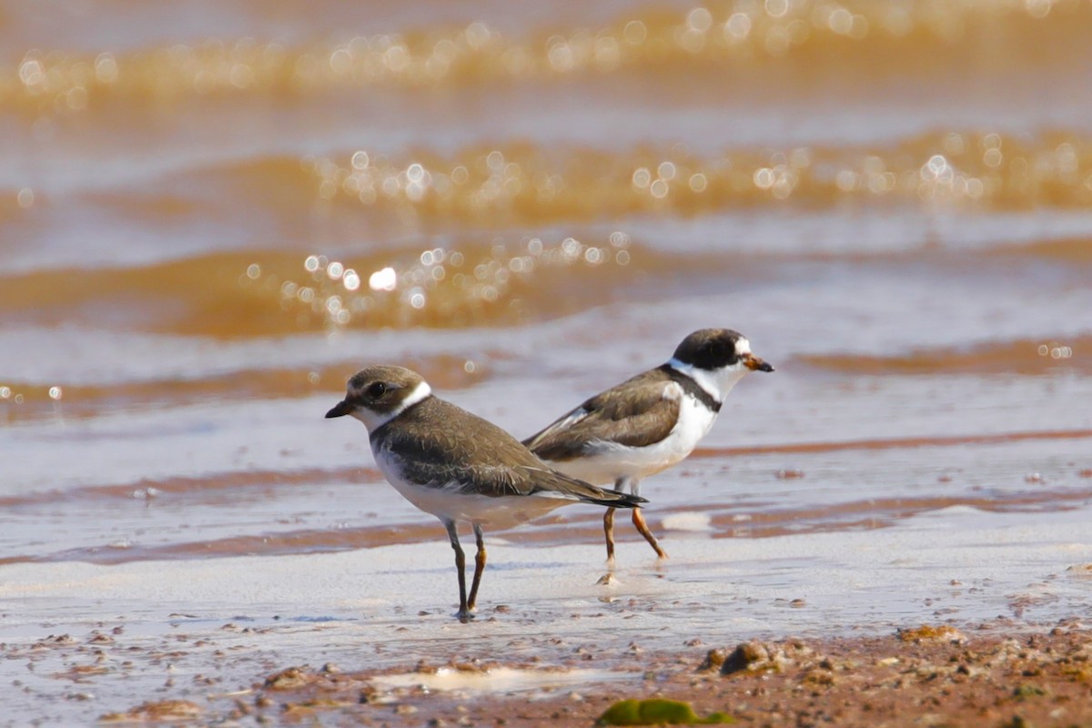 Semipalmated Plover - ML606266671