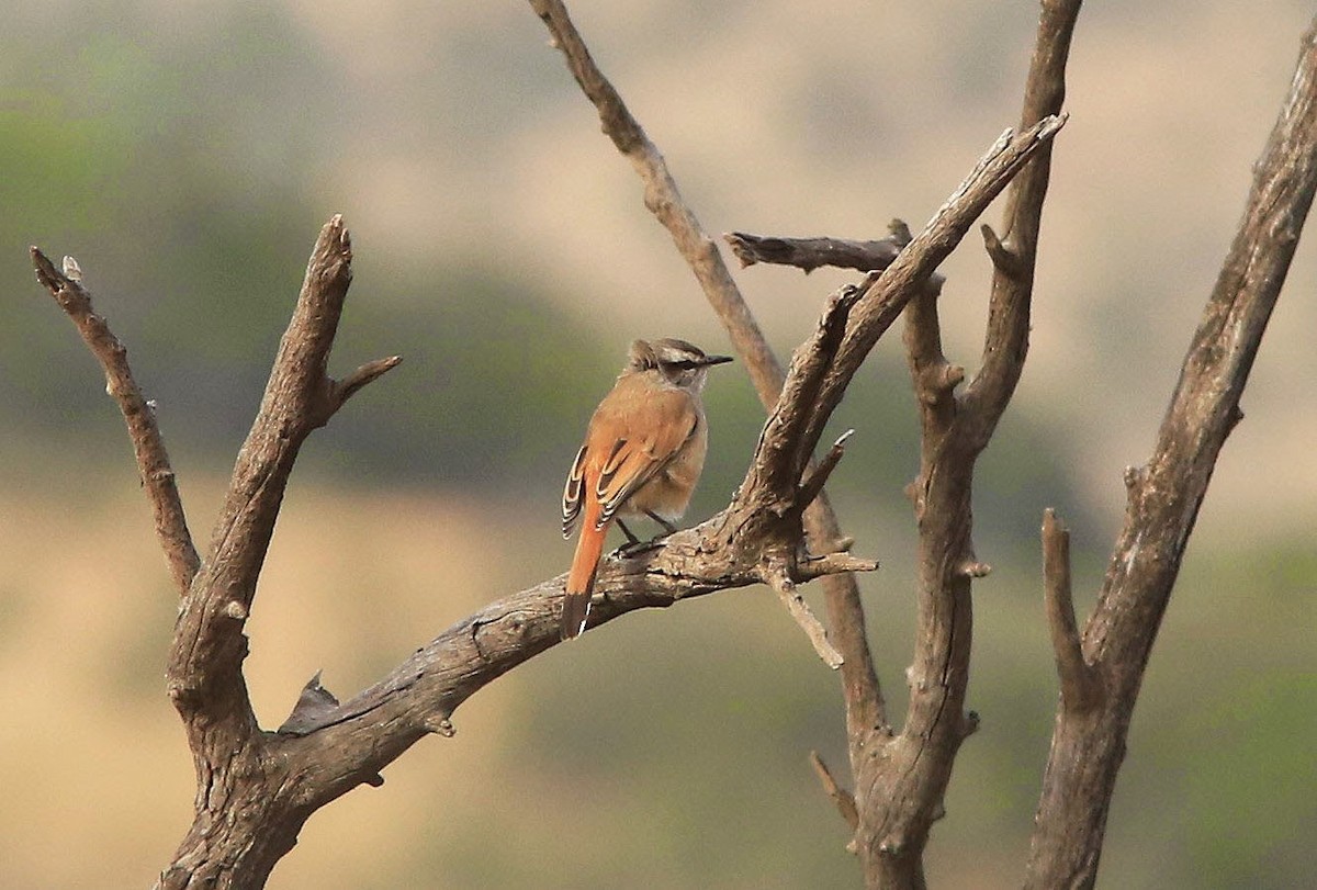 Kalahari Scrub-Robin - ML60626671