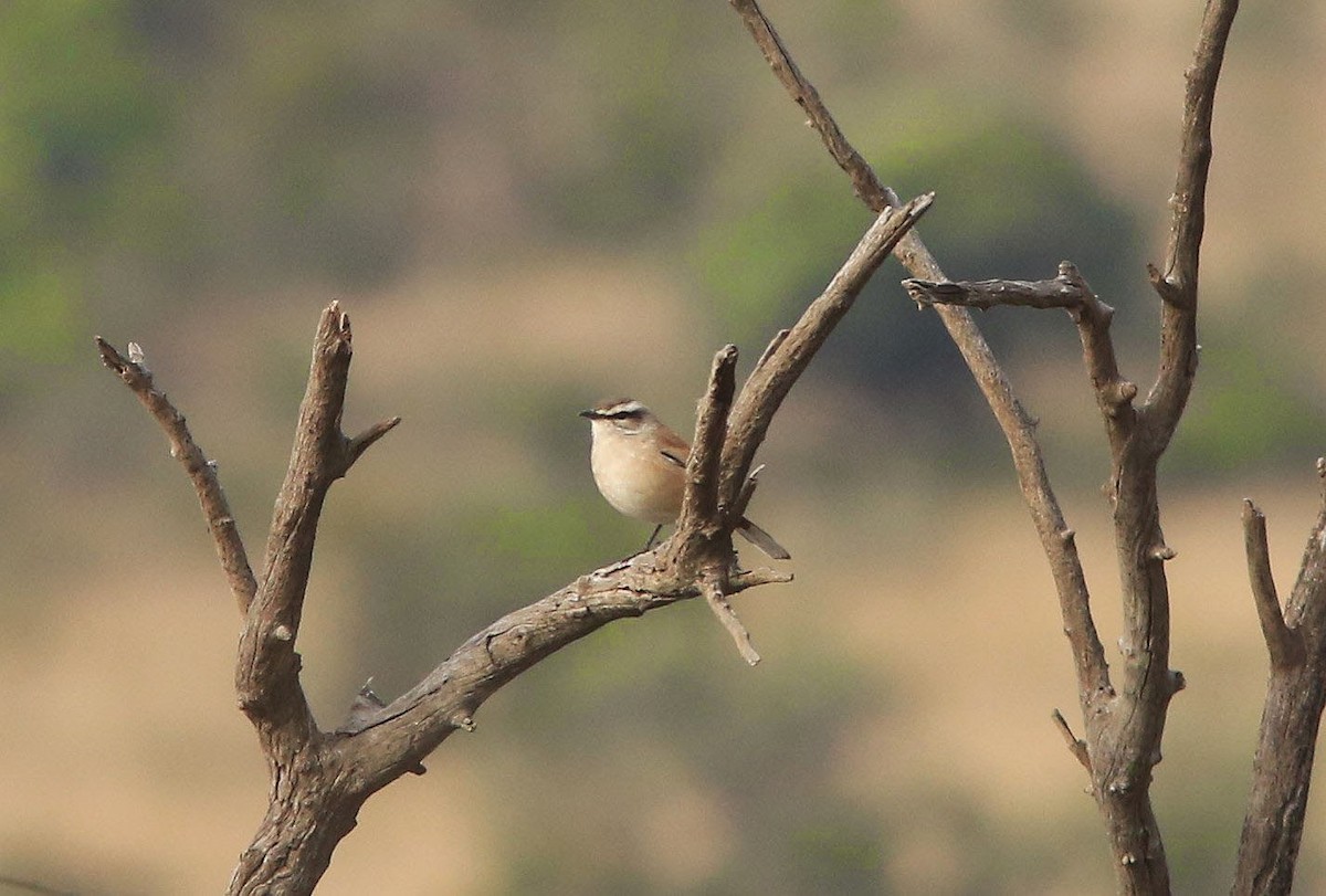 Kalahari Scrub-Robin - Brad Bergstrom