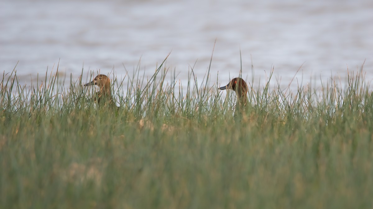 Cinnamon Teal - Pablo Re