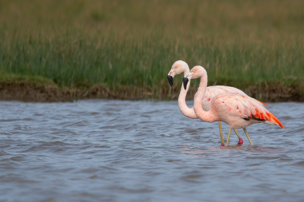 Chilean Flamingo - ML606268121