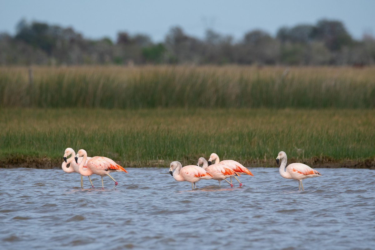 Şili Flamingosu - ML606268131